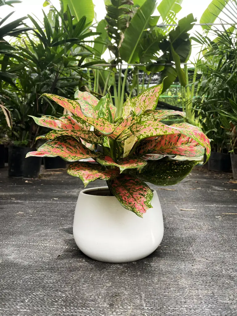 Cây vạn lộc để bàn