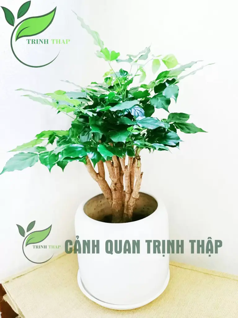 Cây hạnh phúc để bàn