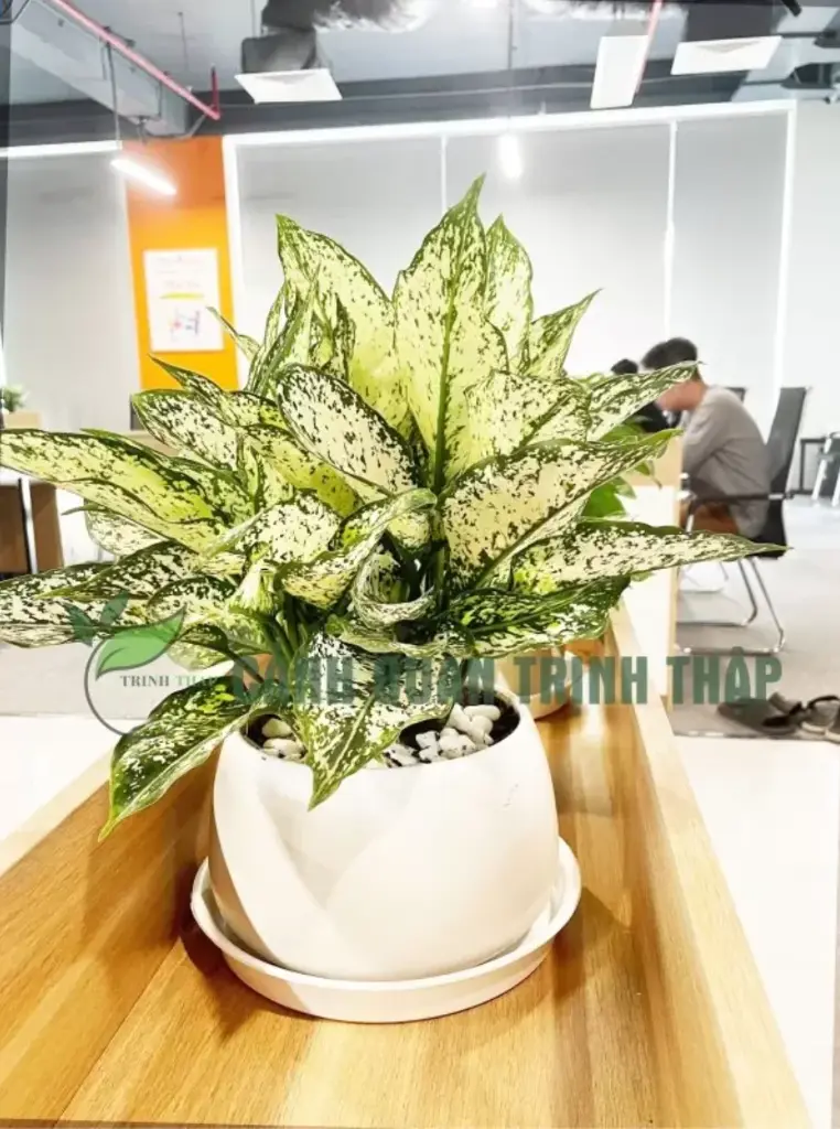 Cây Ngọc Ngân Để Bàn