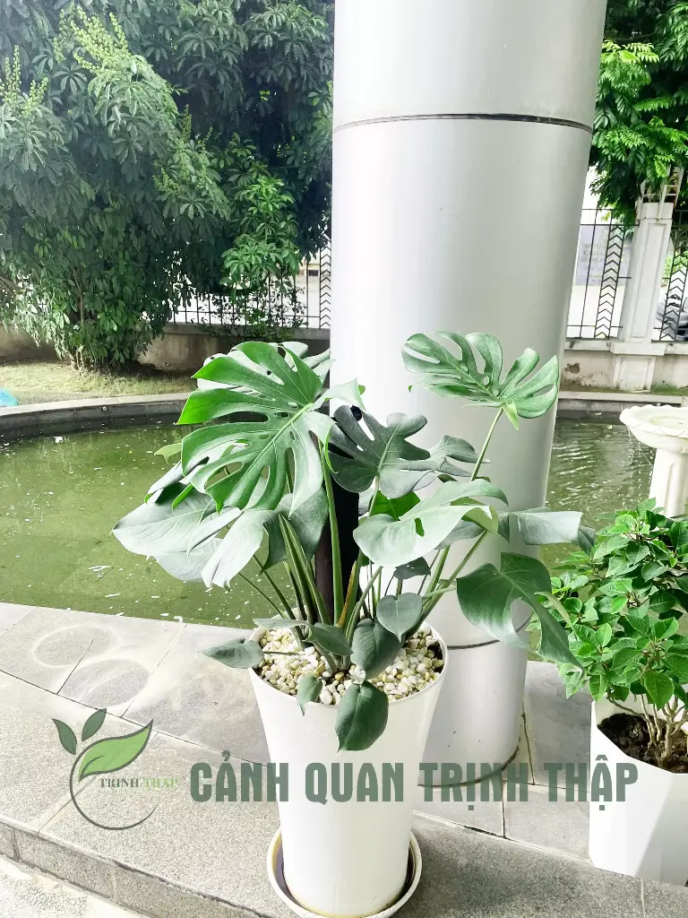 Trầu bà monstera